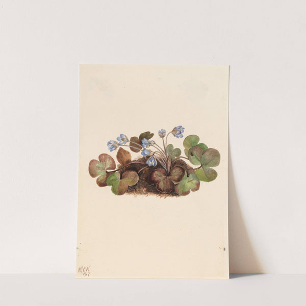 Hepatica (Hepatica americana) (1917) by Mary Vaux Walcott