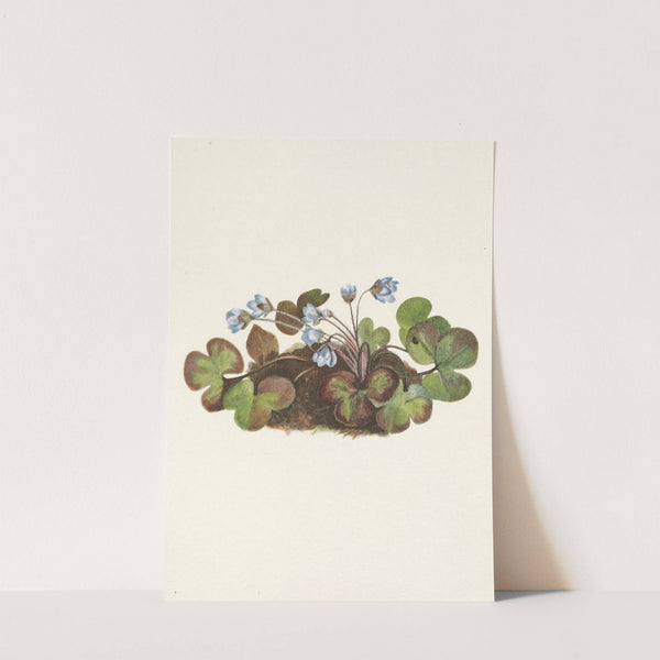 Hepatica. Hepatica americana (1925) by Mary Vaux Walcott