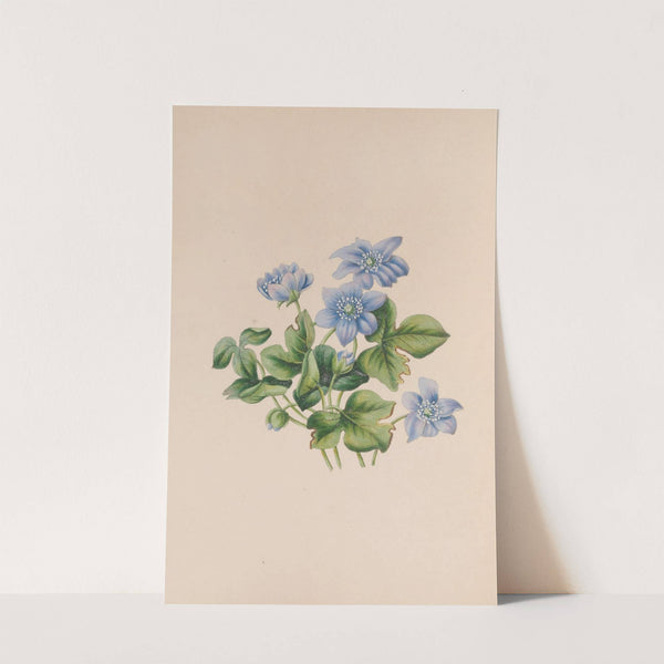 Hepatica by John Stevens Henslow