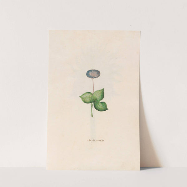Hepatica nobilis (1692) by Magdelena Rosina Funck