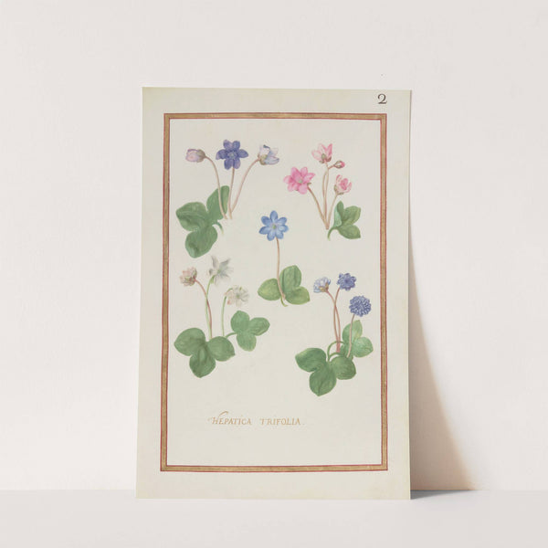 Hepatica trifolia (1624) by Daniel Rabel