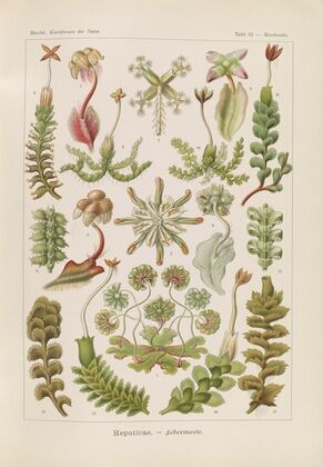 Hepaticae. – Lebermoose