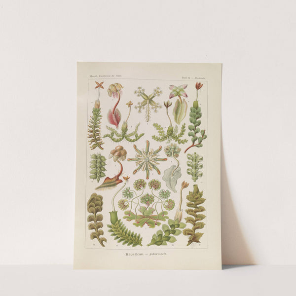 Hepaticae. - Lebermoose by Ernst Haeckel