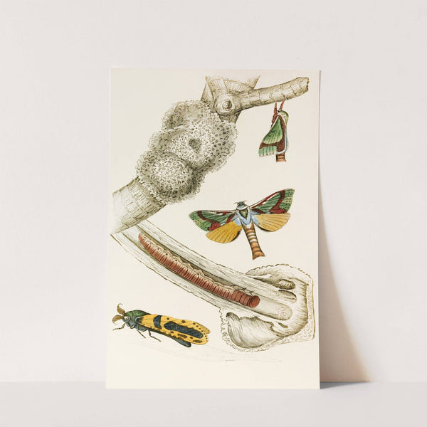 Hepialus lignivorus, Zeuzera minea by James Duncan