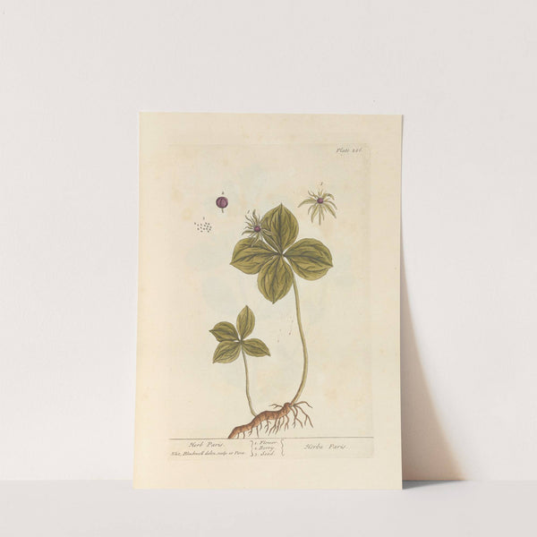 Herb Paris (1739) by Elizabeth Blackwell