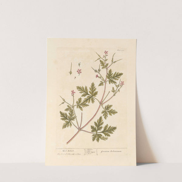 Herb Robert (1739) by Elizabeth Blackwell