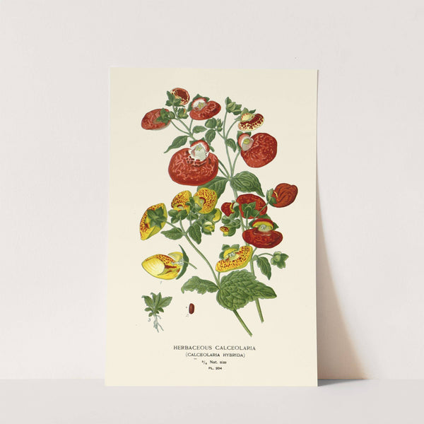 Herbaceous Calceolaria (1896-1897) by Edward Step