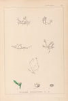 Herbier de la flore française Pl.0001