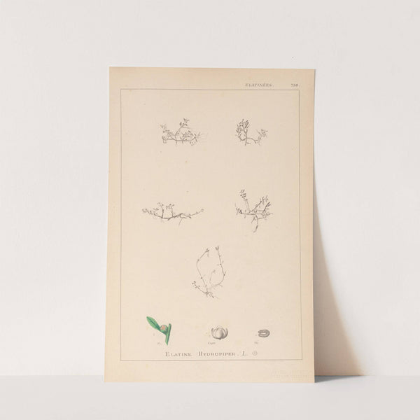 Herbier de la flore française Pl.0001 by Louis Antoine Cusin