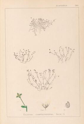 Herbier de la flore française Pl.0002