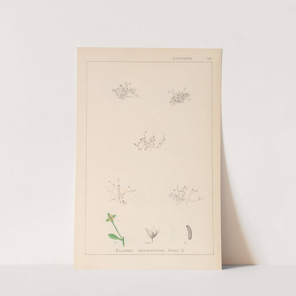 Herbier de la flore française Pl.0003 by Louis Antoine Cusin