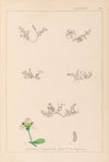 Herbier de la flore française Pl.0004