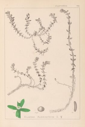 Herbier de la flore française Pl.0006