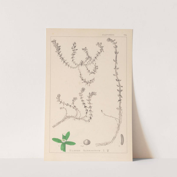 Herbier de la flore française Pl.0006 by Louis Antoine Cusin