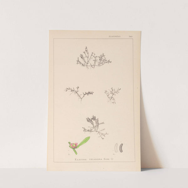 Herbier de la flore française Pl.0007 by Louis Antoine Cusin