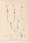 Herbier de la flore française Pl.0008