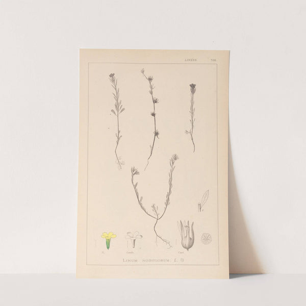 Herbier de la flore française Pl.0008 by Louis Antoine Cusin