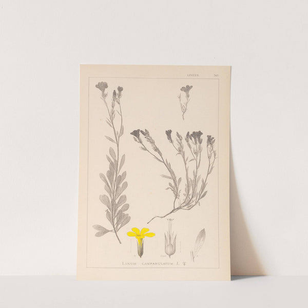 Herbier de la flore française Pl.0009 by Louis Antoine Cusin