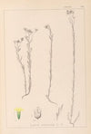 Herbier de la flore française Pl.0011