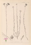 Herbier de la flore française Pl.0014
