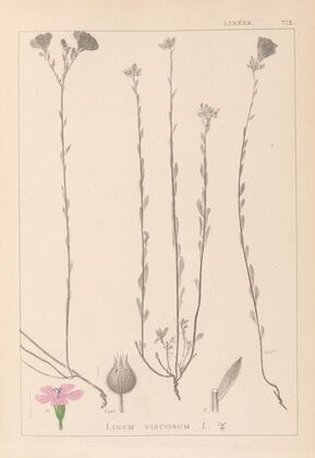 Herbier de la flore française Pl.0014