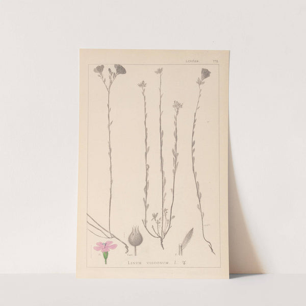 Herbier de la flore française Pl.0014 by Louis Antoine Cusin