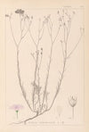 Herbier de la flore française Pl.0015