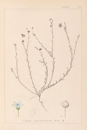 Herbier de la flore française Pl.0018