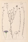 Herbier de la flore française Pl.0019