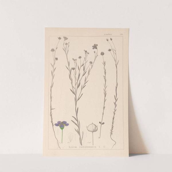 Herbier de la flore française Pl.0019 by Louis Antoine Cusin