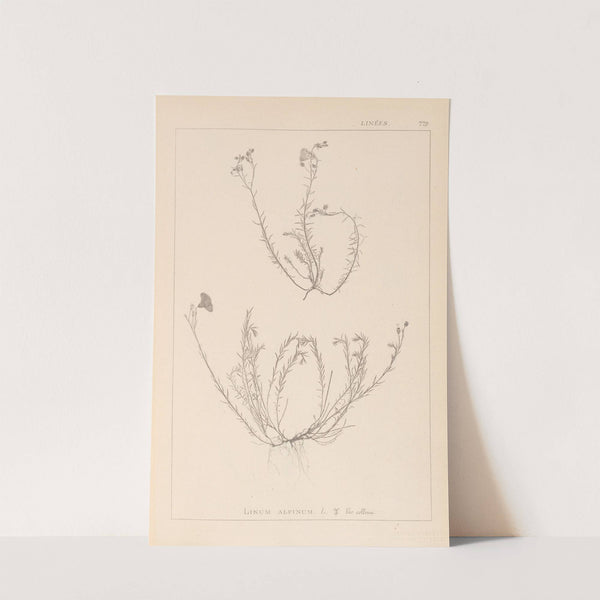 Herbier de la flore française Pl.0021 by Louis Antoine Cusin