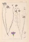 Herbier de la flore française Pl.0022