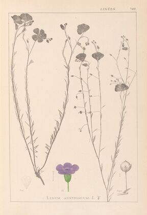 Herbier de la flore française Pl.0022