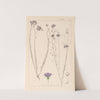 Herbier de la flore française Pl.0022 by Louis Antoine Cusin