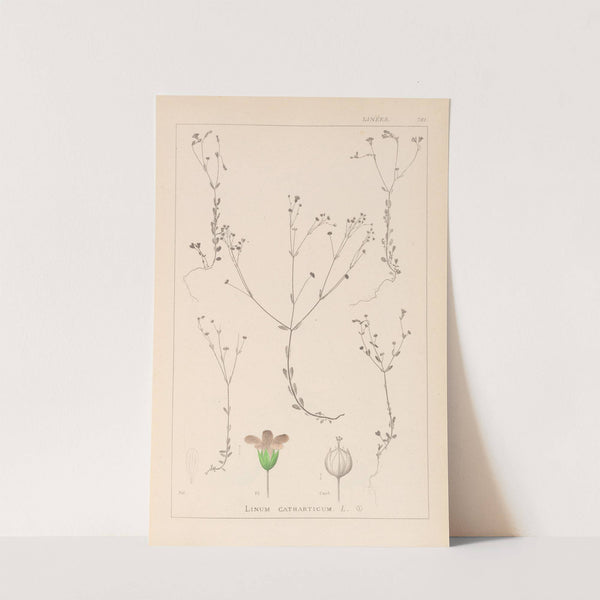 Herbier de la flore française Pl.0023 by Louis Antoine Cusin