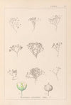 Herbier de la flore française Pl.0024