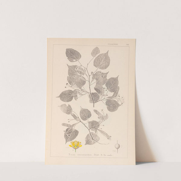 Herbier de la flore française Pl.0026 by Louis Antoine Cusin