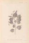 Herbier de la flore française Pl.0027