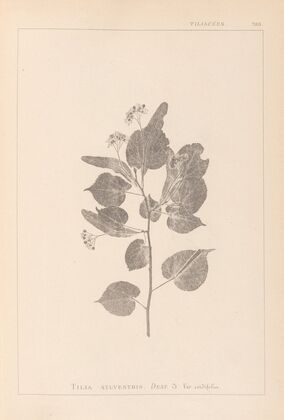 Herbier de la flore française Pl.0027