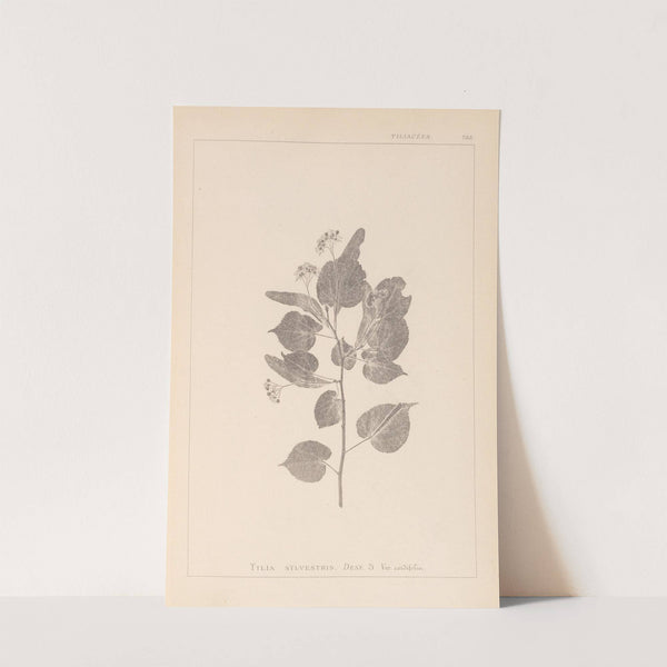 Herbier de la flore française Pl.0027 by Louis Antoine Cusin