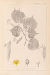 Herbier de la flore française Pl.0028
