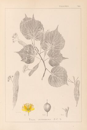 Herbier de la flore française Pl.0028