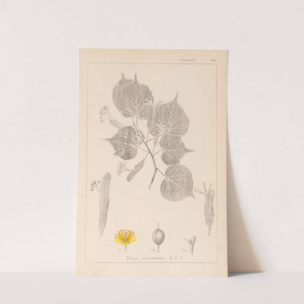 Herbier de la flore française Pl.0028 by Louis Antoine Cusin