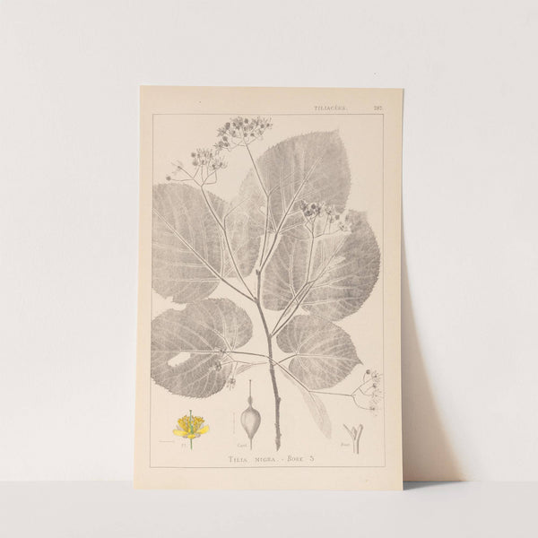 Herbier de la flore française Pl.0029 by Louis Antoine Cusin