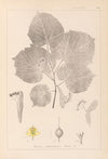 Herbier de la flore française Pl.0030