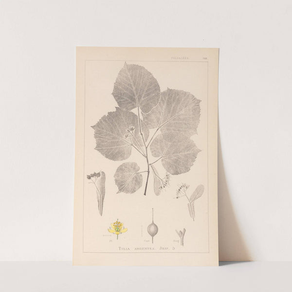 Herbier de la flore française Pl.0030 by Louis Antoine Cusin