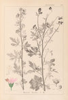 Herbier de la flore française Pl.0032