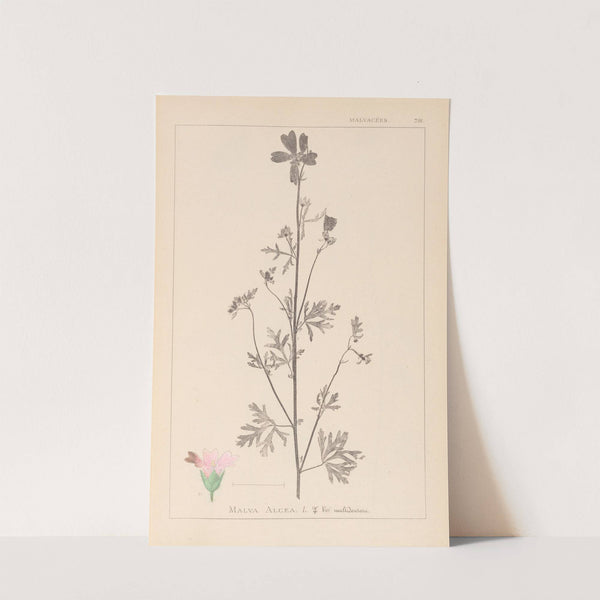 Herbier de la flore française Pl.0033 by Louis Antoine Cusin