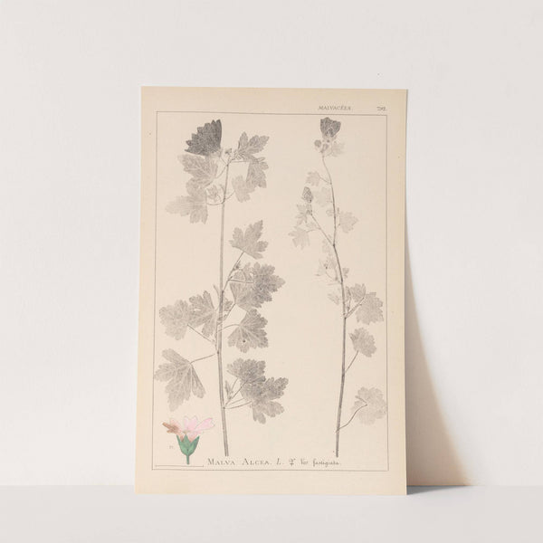 Herbier de la flore française Pl.0034 by Louis Antoine Cusin