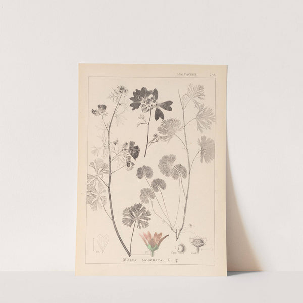 Herbier de la flore française Pl.0035 by Louis Antoine Cusin